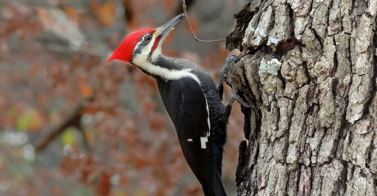 #bioPGH Blog: Pileated Woodpeckers #bioPGH Blog: Pileated Woodpeckers