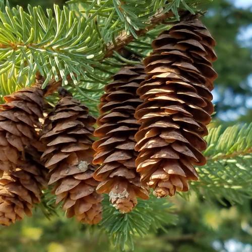 #bioPGH Blog: Conifer Cones