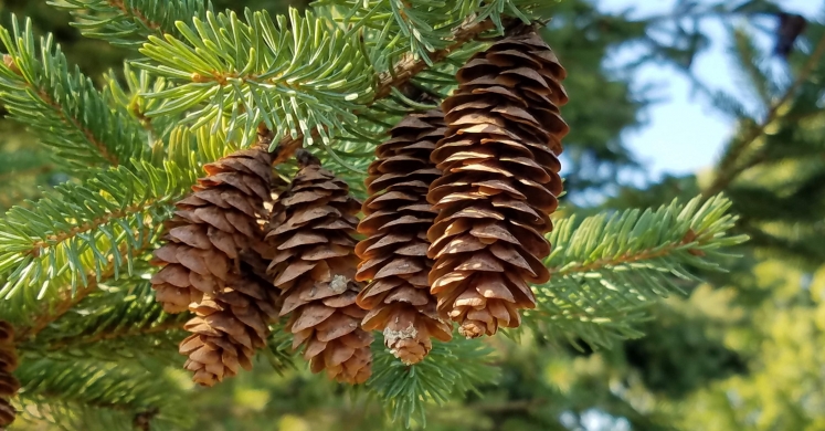 #bioPGH Blog: Conifers in the Cold #bioPGH Blog: Conifers in the Cold