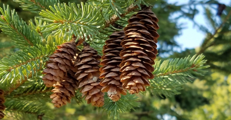 #bioPGH Blog: Conifer Cones