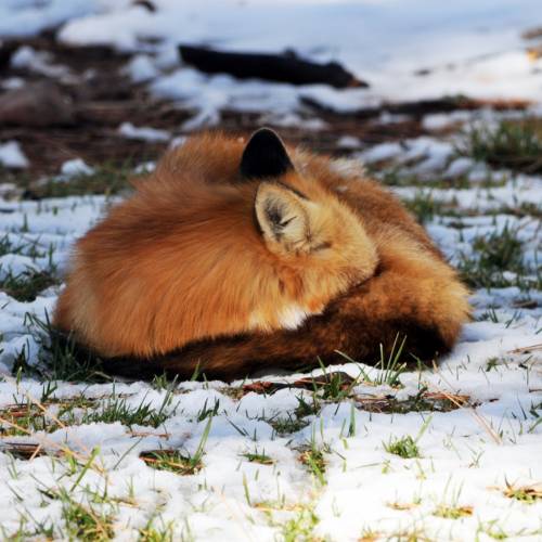 #bioPGH: A Little Winter Snooze