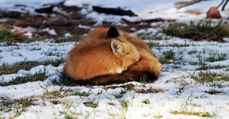 #bioPGH: What Kind of Wintertime Snooze? #bioPGH: What Kind of Wintertime Snooze?