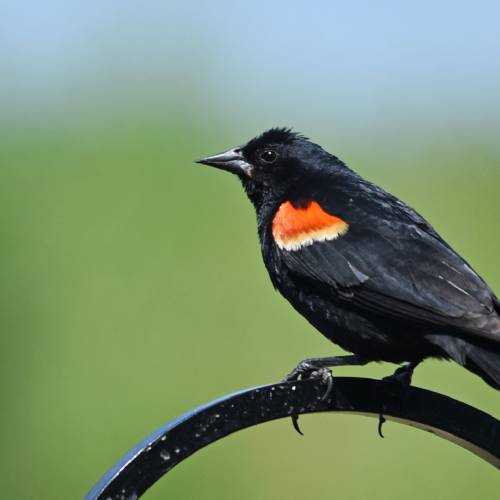 #bioPGH Blog: What Bird Do I Hear?