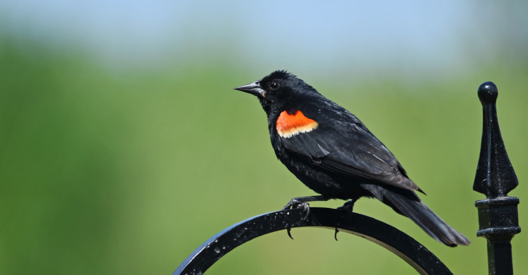 #bioPGH Blog: What Bird Do I Hear?