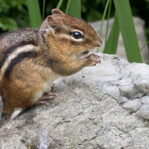 #bioPGH Blog: Chipmunks