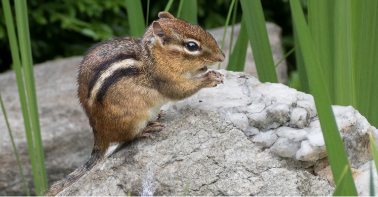 #bioPGH Blog: Chipmunks