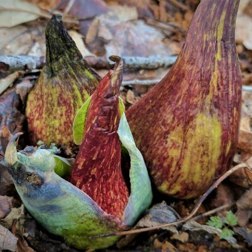 #bioPGH Blog: Skunk Cabbages - The Late Winter Stinker