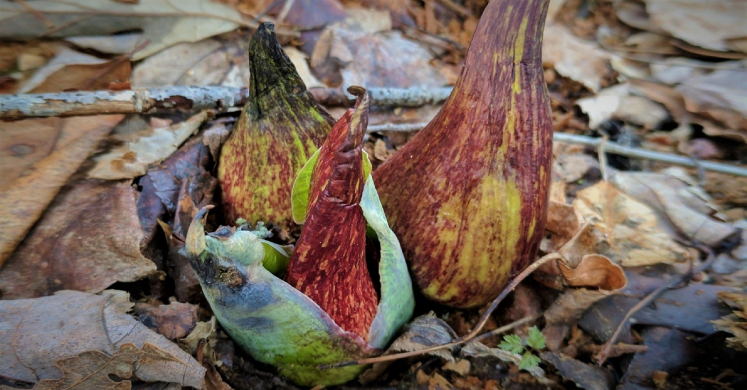 #bioPGH Blog: Skunk Cabbages - The Late Winter Stinker