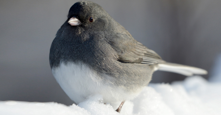 #bioPGH Blog: Juncos – When “South for the Winter” Means Pennsylvania! #bioPGH Blog: Juncos – When “South for the Winter” Means Pennsylvania!