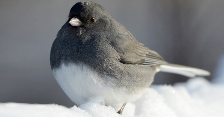 #bioPGH Blog: Juncos – When “South for the Winter” Means Pennsylvania!