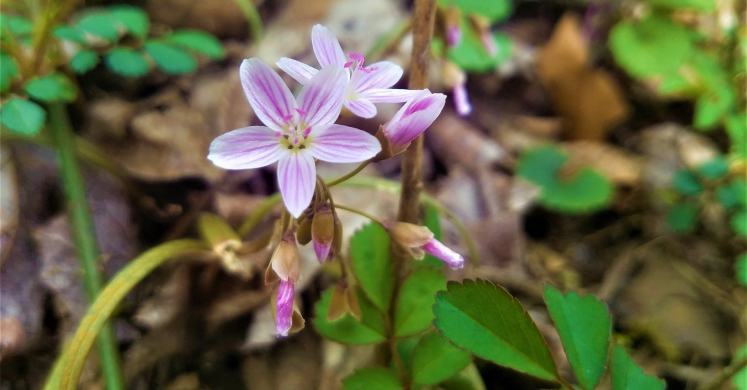 #bioPGH Blog: No Ordinary Walk in the Park #bioPGH Blog: No Ordinary Walk in the Park