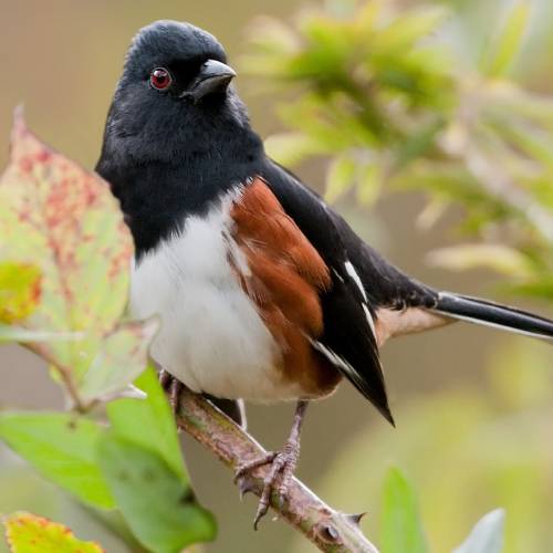 #bioPGH: Eastern Towhees