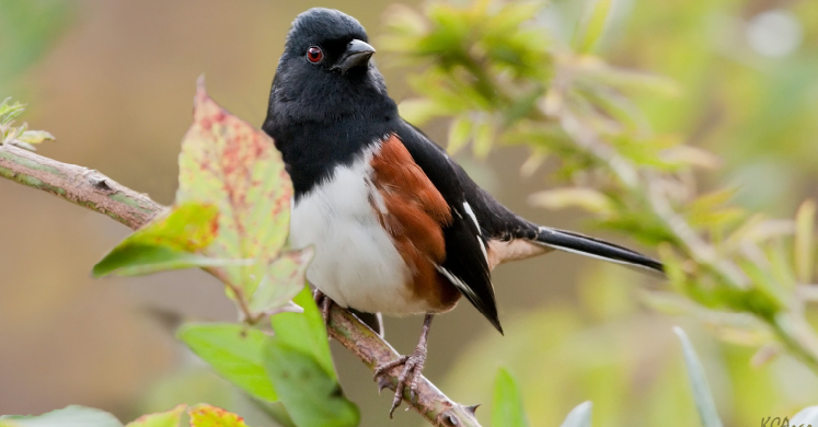 #bioPGH: Eastern Towhees #bioPGH: Eastern Towhees