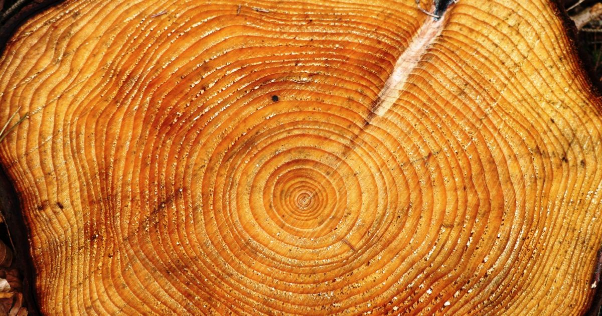 Dendrochronology - 1/2 — Kaltimber - Timber merchant - Flooring shop