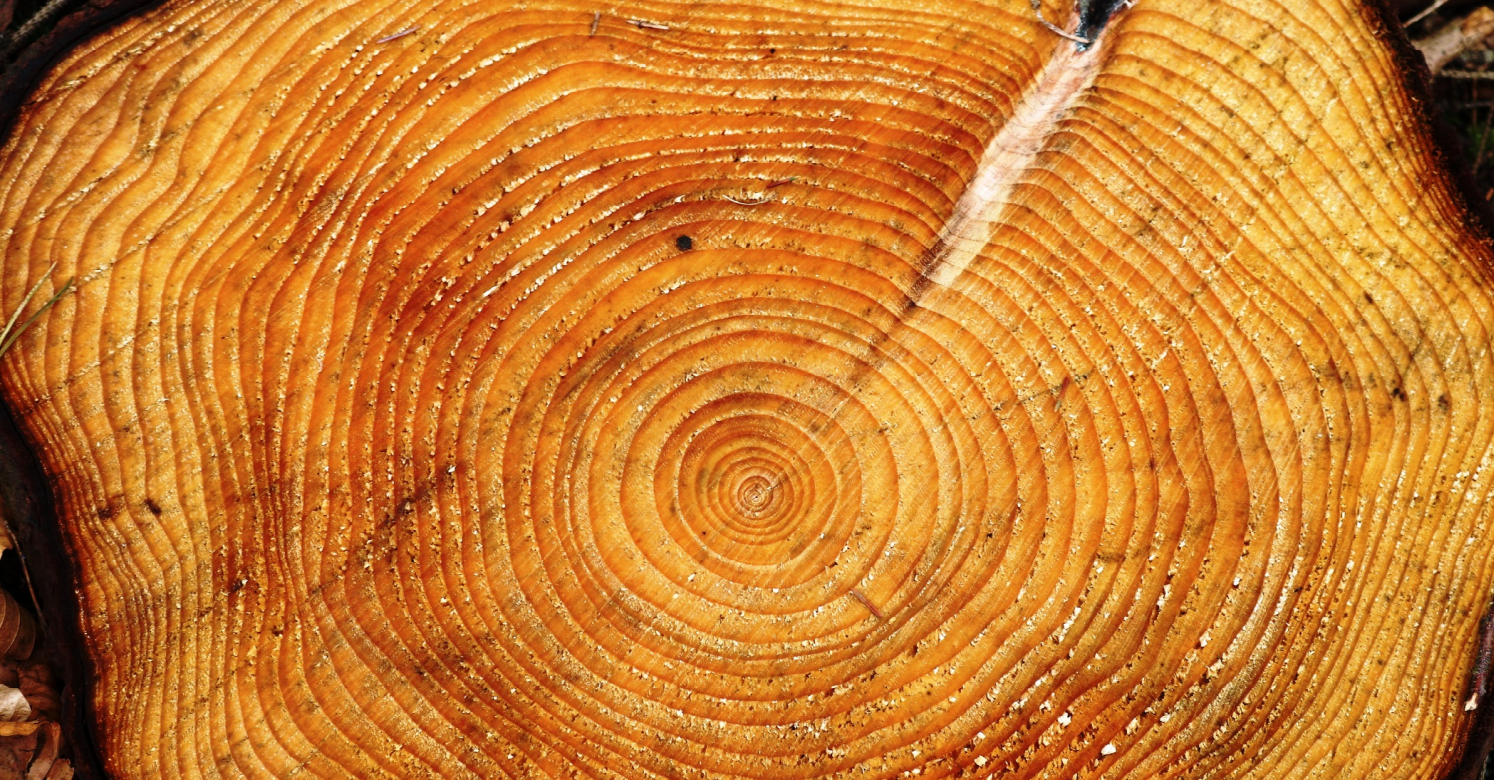 Annual Rings Of A Tree Disc That Show The Age Of A Tree. In This Case The  Tree Grate Of A Larch Stock Photo, Picture and Royalty Free Image. Image  164729549.