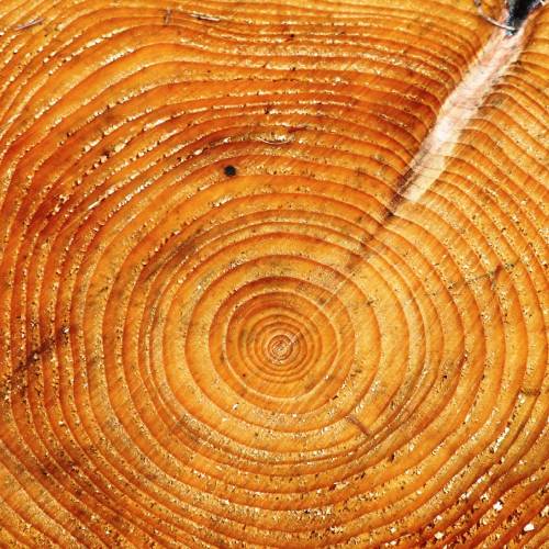 #bioPGH Blog: Tree Rings to Rule them All