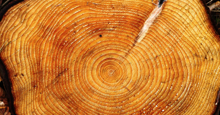 #bioPGH Blog: Tree Rings to Rule them All