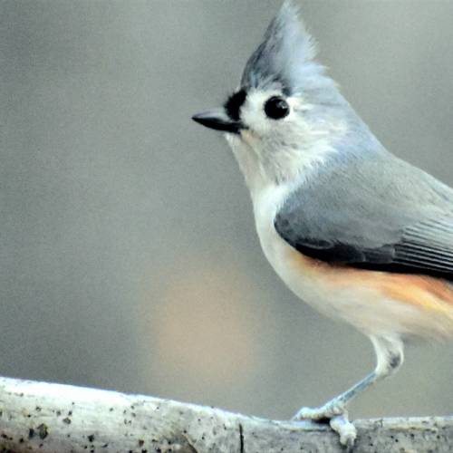 #bioPGH Blog: The Tufted Titmouse