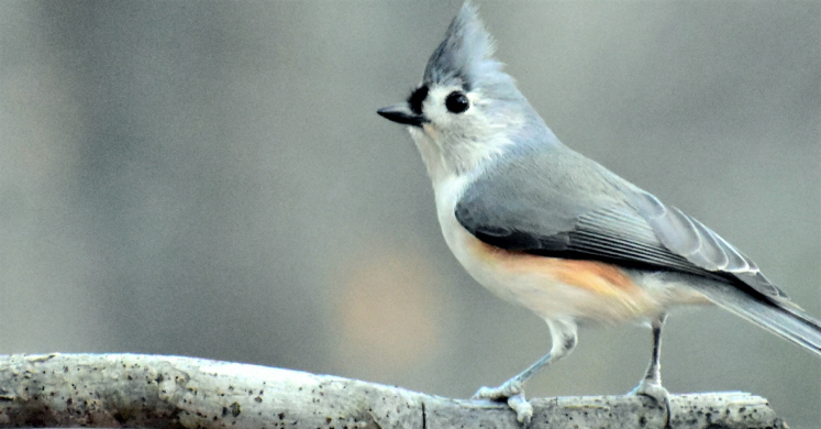 #bioPGH Blog: The Tufted Titmouse