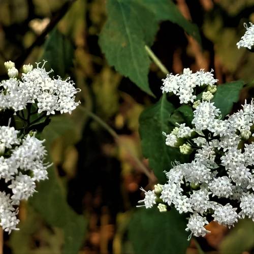 #bioPGH Blog: White Snakeroot or Late Boneset?