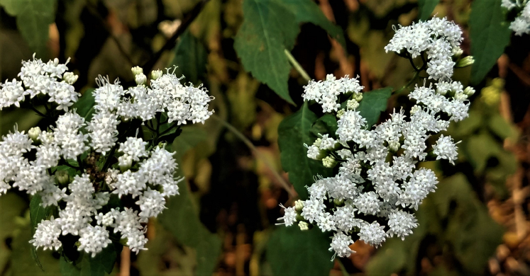 #bioPGH Blog: White Snakeroot or Late Boneset? #bioPGH Blog: White Snakeroot or Late Boneset?