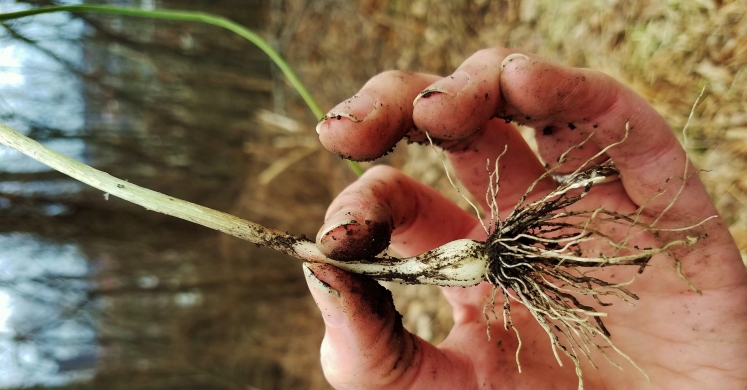 #bioPGH Blog: Wild Onion or Garlic? #bioPGH Blog: Wild Onion or Garlic?