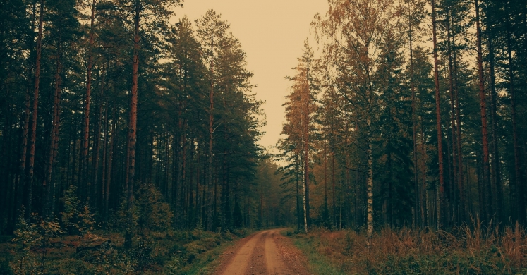 #bioPGH Blog: Will-o’-the-wisps, the Haunt of the Swamp #bioPGH Blog: Will-o’-the-wisps, the Haunt of the Swamp