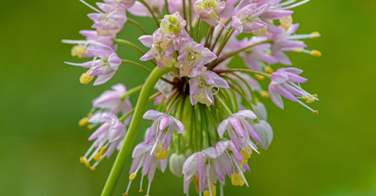 This Week at Phipps: Aug. 12 — 18 This Week at Phipps: Aug. 12 — 18
