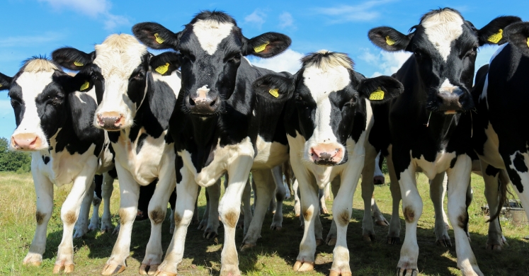 The Biophilic Mind: Who Deals Best with Stress - City Dwellers or Farmers? The Biophilic Mind: Who Deals Best with Stress - City Dwellers or Farmers?