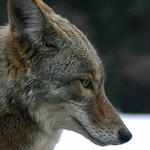 #bioPGH Blog: Oh Deer, a Coyote!