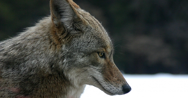 #bioPGH Blog: Oh Deer, a Coyote! #bioPGH Blog: Oh Deer, a Coyote!