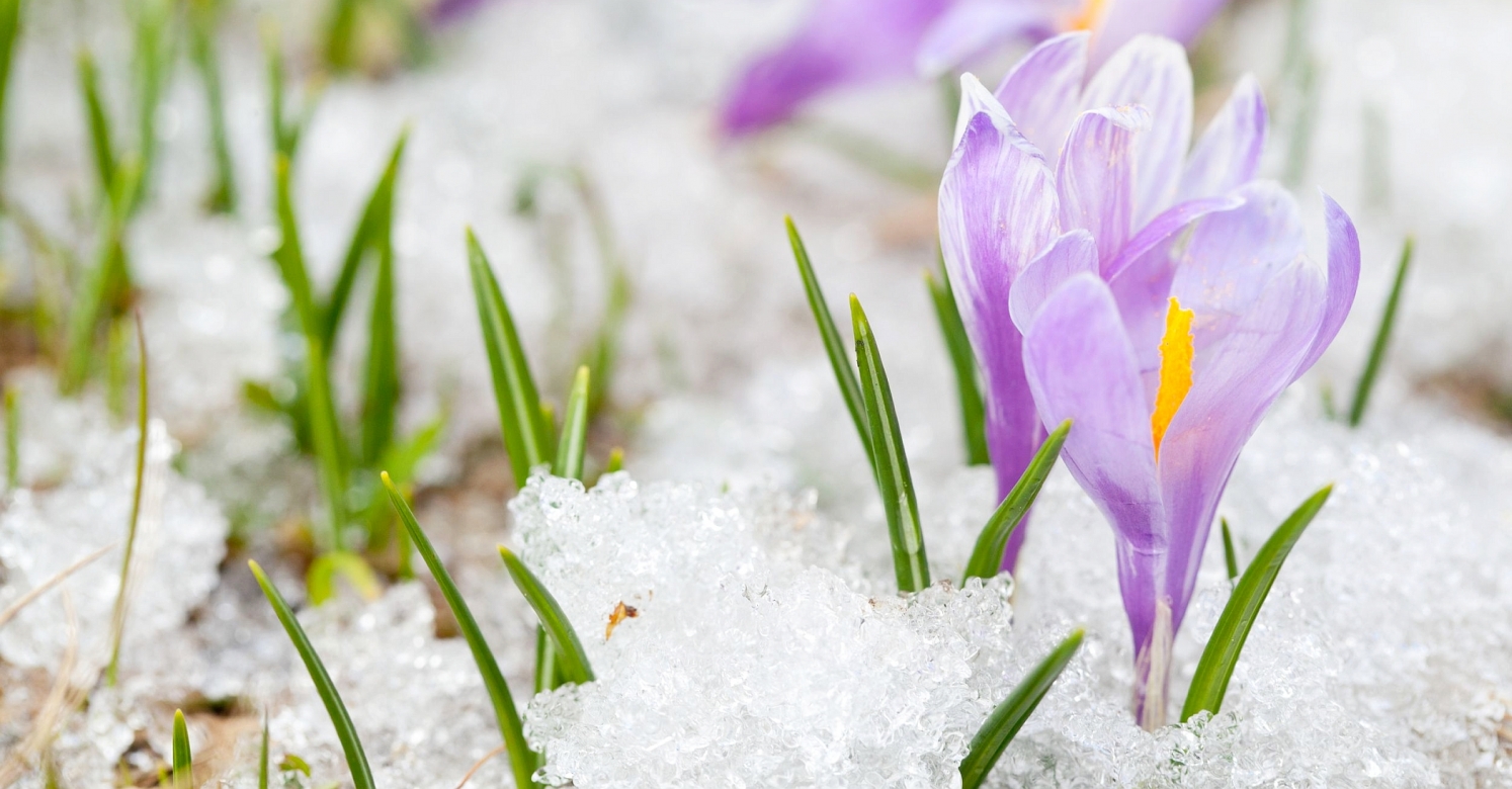Crocus in outlet snow