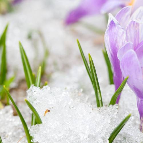 #bioPGH Blog: Snow Crocus