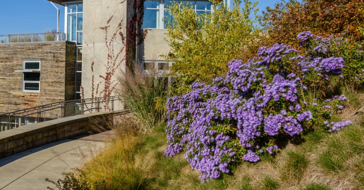 #bioPGH Blog: Late Purple Aster