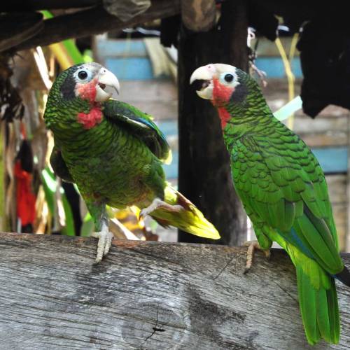 Parrots, Palms and Solar Panels in Cuba