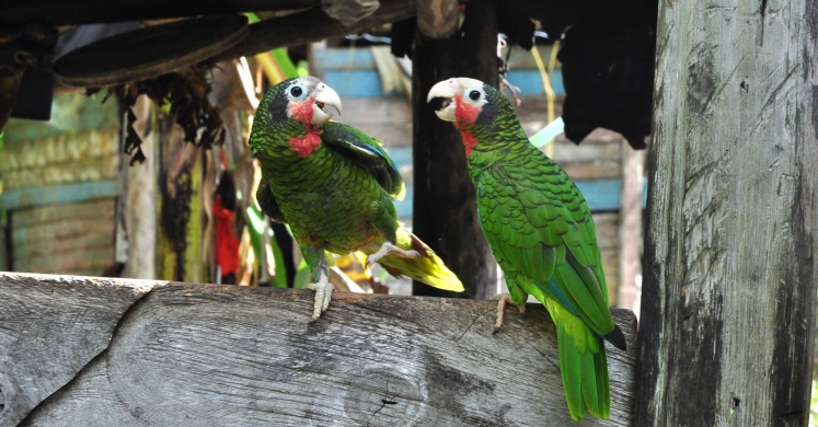 Parrots, Palms and Solar Panels in Cuba Parrots, Palms and Solar Panels in Cuba