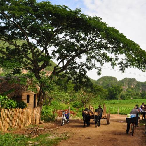 Farming, Endemic Birds and Cigars in Cuba