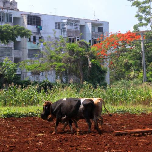 Organic Farming and Indigenous Art in Cuba