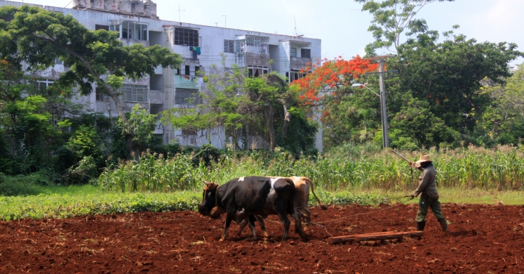 Organic Farming and Indigenous Art in Cuba