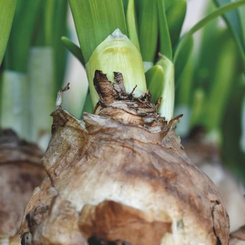 Ask Dr. Phipps: Beautiful Bulb Bloom Succession