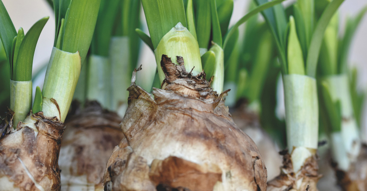 Ask Dr. Phipps: Beautiful Bulb Bloom Succession Ask Dr. Phipps: Beautiful Bulb Bloom Succession