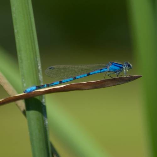 #bioPGH Blog: Damselflies