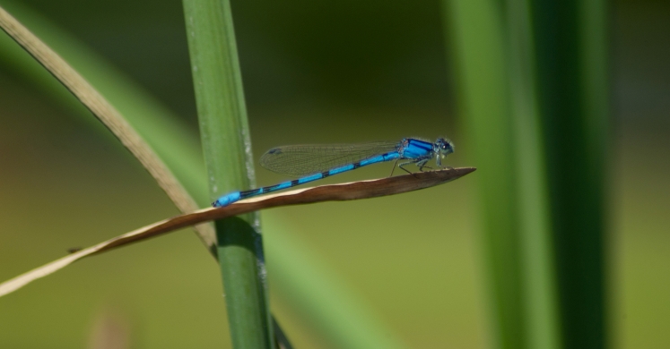 #bioPGH Blog: Damselflies #bioPGH Blog: Damselflies