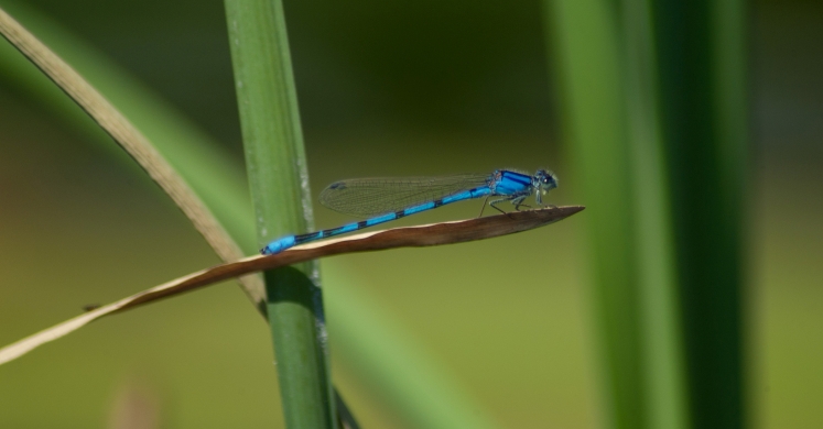 #bioPGH Blog: Damselflies