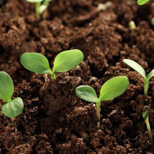 Greener Gardening: Modifying pH Levels in Soil
