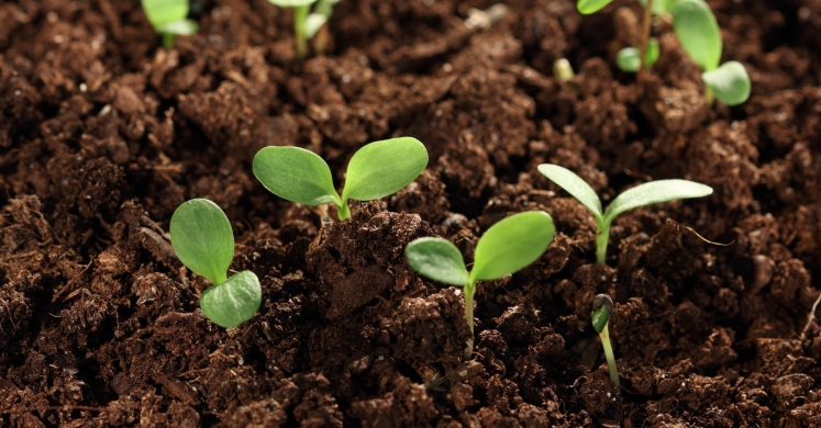 Greener Gardening: Modifying pH Levels in Soil Greener Gardening: Modifying pH Levels in Soil