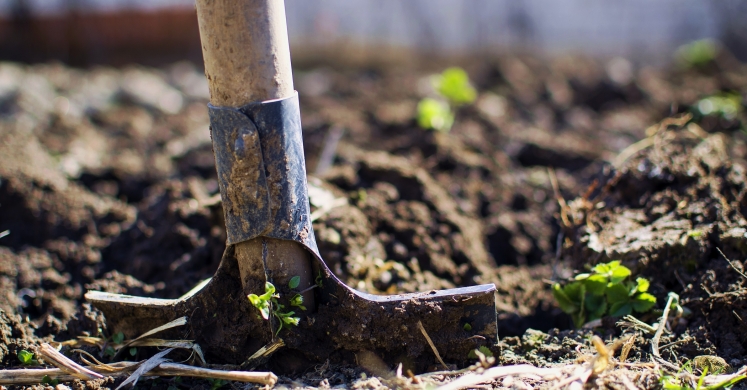 #bioPGH Blog: There in the Soil! It’s a Bug, It’s Bacteria, It’s a…Protist? #bioPGH Blog: There in the Soil! It’s a Bug, It’s Bacteria, It’s a…Protist?