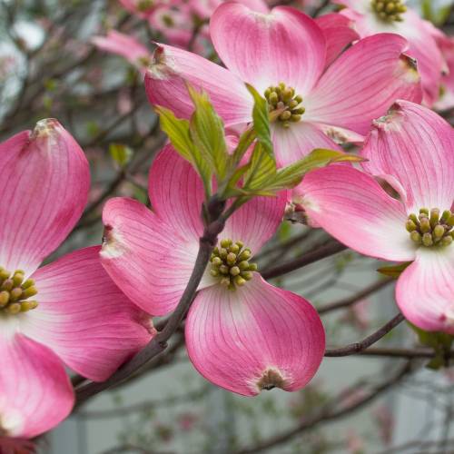 #bioPGH Blog: Dogwood