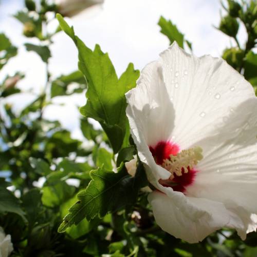 Ask Dr. Phipps: Rose of Sharon Removal