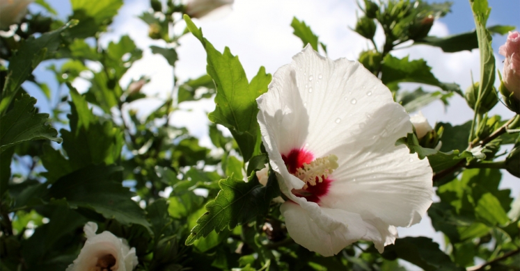Ask Dr. Phipps: Rose of Sharon Removal Ask Dr. Phipps: Rose of Sharon Removal